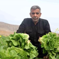 Hatay’da Marul Hasadı Kuraklıktan Etkilendi