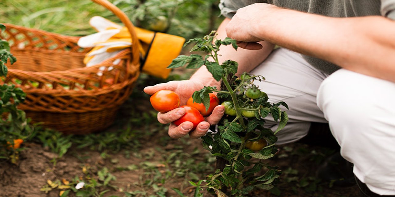 diyarbakirda yerel tohum hasadi bu lezzetler pazarda bulunmaz g2jjTBra