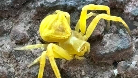 elazigda goruldu ayni renkteki ciceklerde kamufle oluyor VWzQcLYK