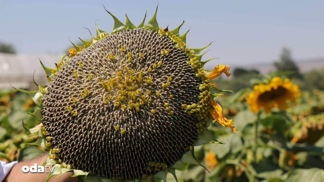 bayburtta cekirdeklik aycicegi ekim alani 5 bin 800 dekara ulasti dSD7v59m.jpg