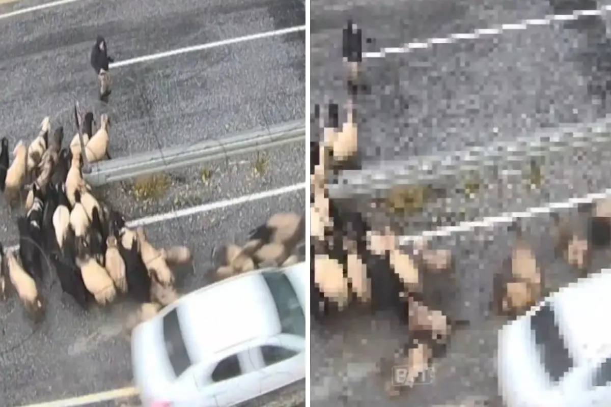 hizini alamayan arac koyun surusune daldi xEJKemWW.jpg