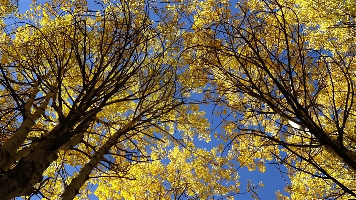 sonbahar renkleri sarikamista 8TNXZwzl