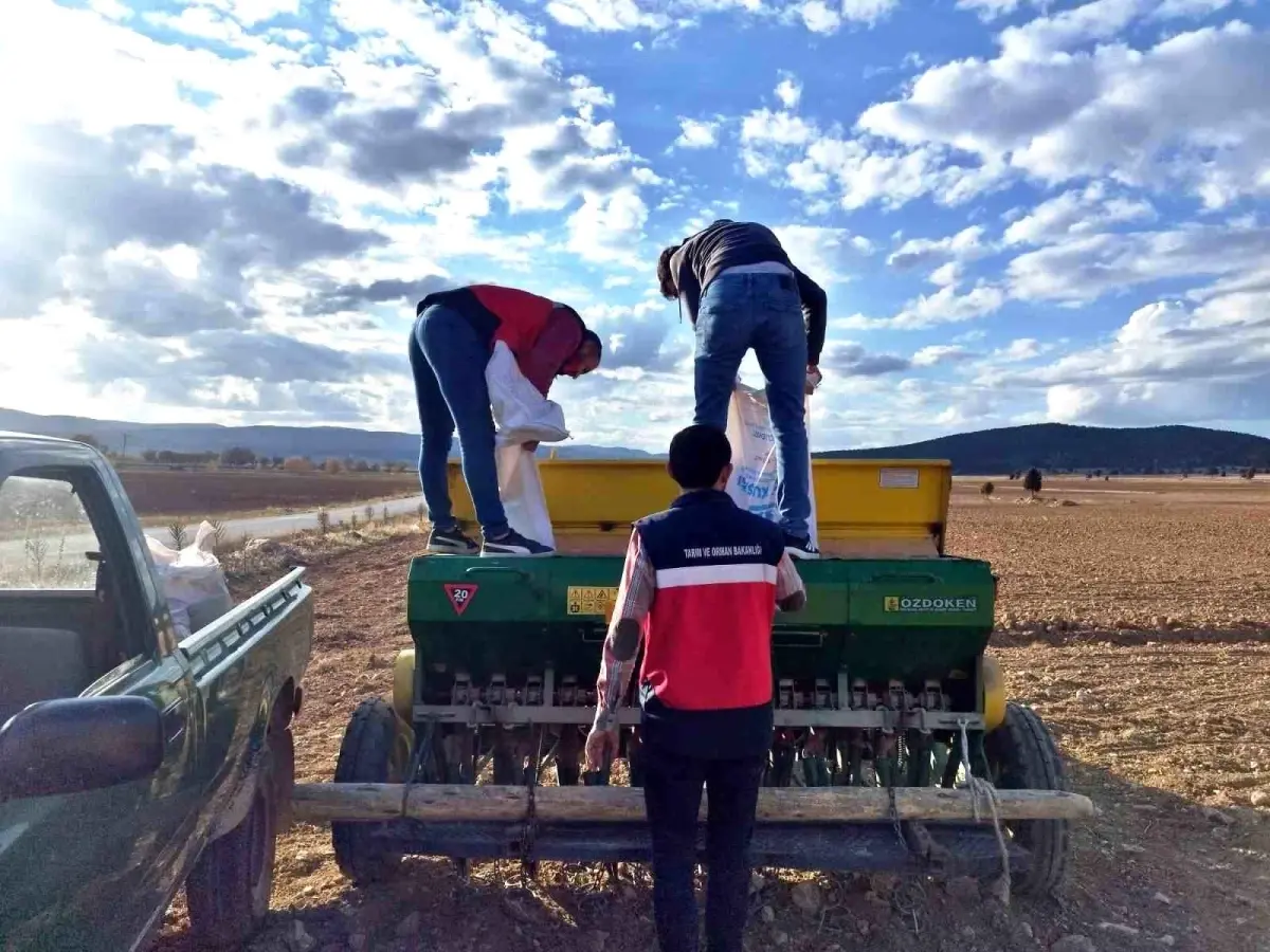 cavdarhisarda tohum dagitimi ve ekimi 8aqhEVRL.jpg