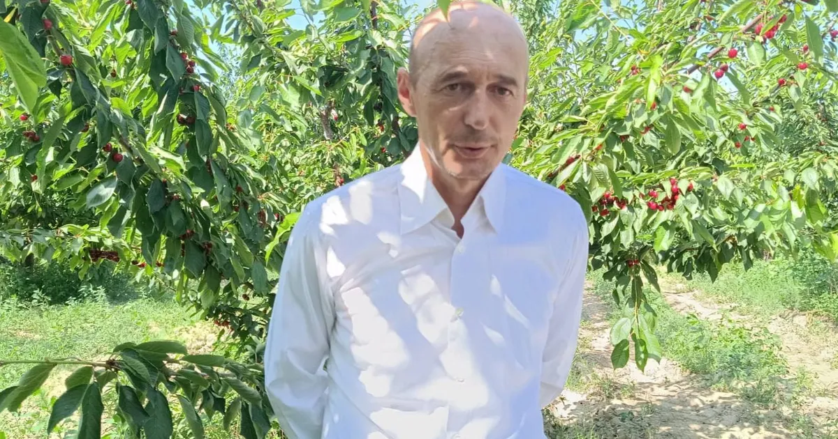 enezde kiraz bahcelerine res koyluleri ayaga kaldirdi yODqsr3t.webp