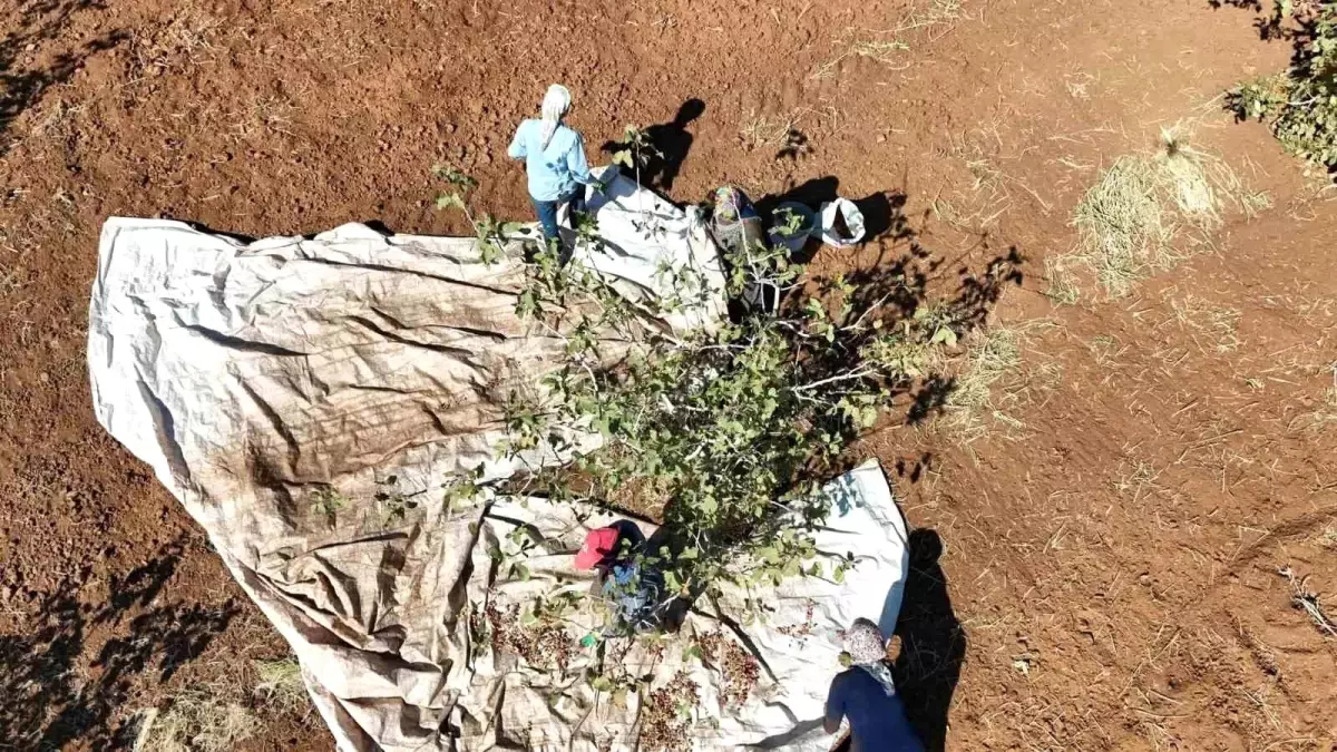 idilde fistik hasadi bereket getirdi 2GsJqVAA.jpg