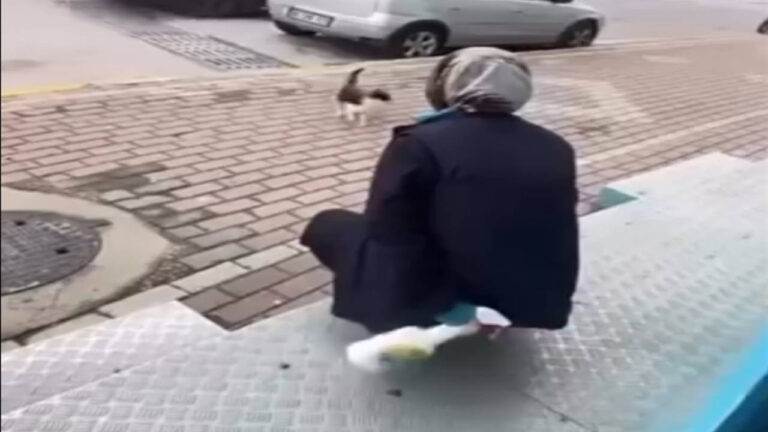 Kediye kimyasal sprey sıkan vicdansız beraat etti!