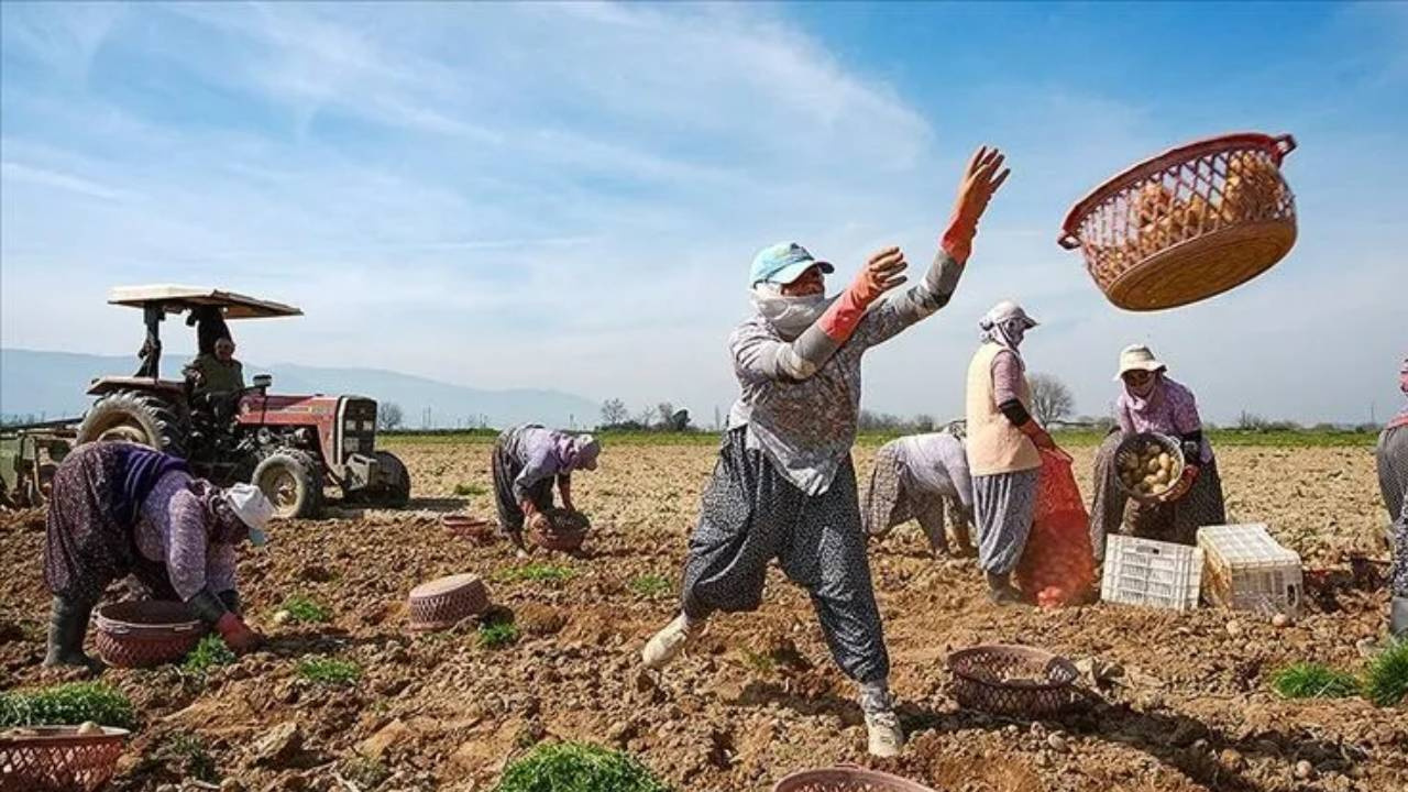 Geçen yıl 5 liraydı, bu yıl 25 lira oldu! İstanbul, Ankara ve İzmir’e tonlarca gönderiliyor Img