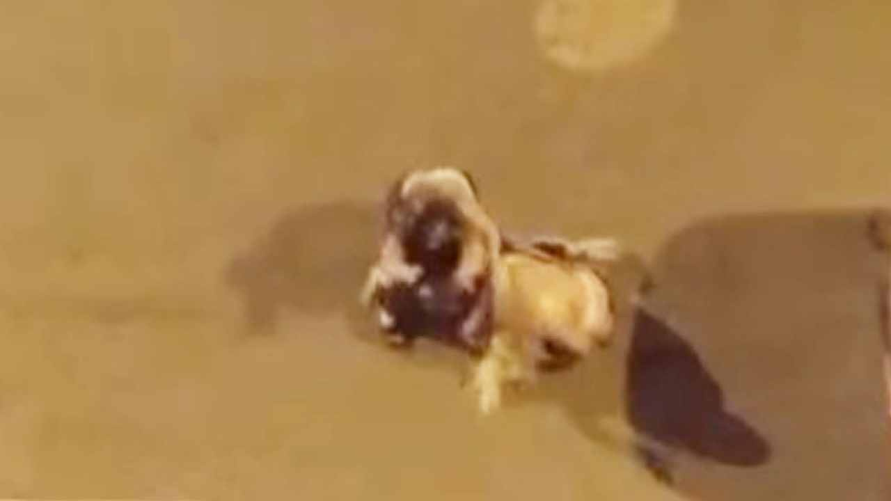 Üç kadın gece yarısı sokak ortasında saç saça baş başa kavga etti: O anlar kamerada Img