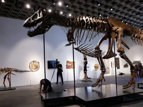 T rex iskeleti 501 milyon dolara satildi muzayede rekoru kirdi pKWFd7Fu